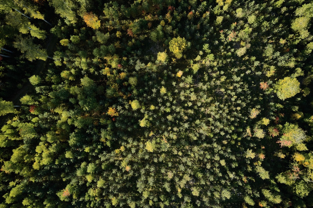 Metsävarojen suojelu