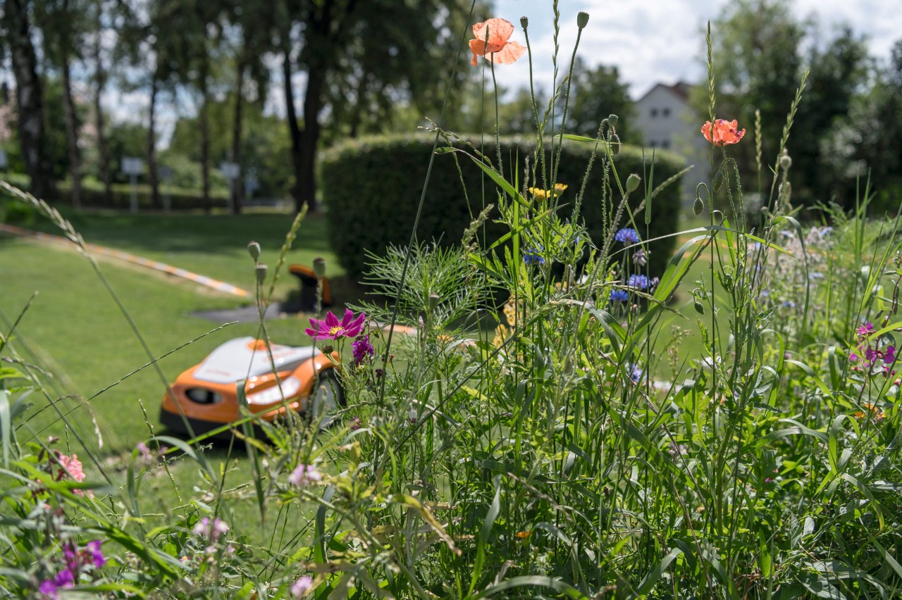 Biodiversiteetti